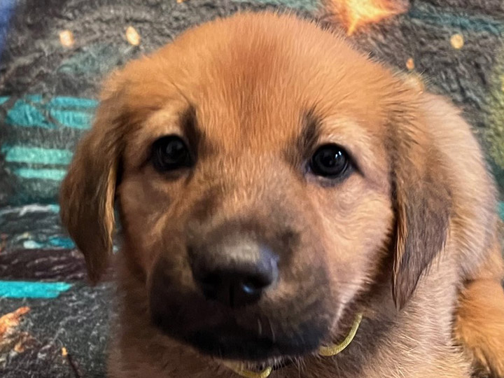 chinook puppy